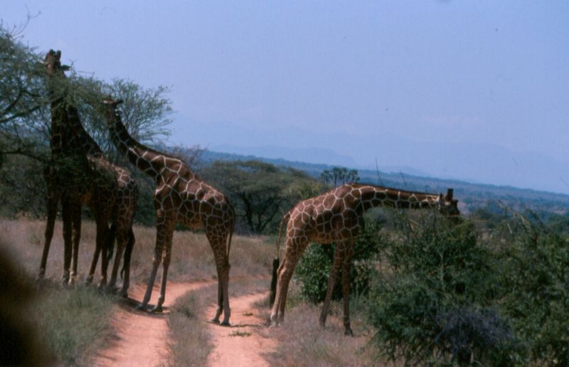 1-38 netgiraffes - Samburu national reserve